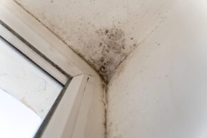 你家的霉味不是「老房子味」！醫：這3招做對，黴菌不上身