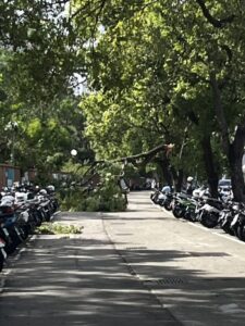 強風襲中彰！帆布狂飄騎士摔傷 東海大學樹倒砸傷學生