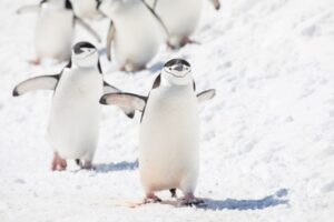 全球暖化拉警報！最新研究揭 18 種企鵝面臨複合極端氣候威脅　科學家急呼：保育刻不容緩