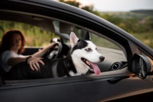 開車載狗開窗竟違規？飼主收2000元罰單　毛孩乘車法規一次搞懂！